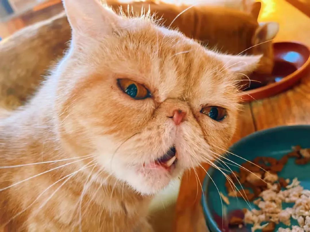 我可是拥有“三岁画老”天赋的小猫咪