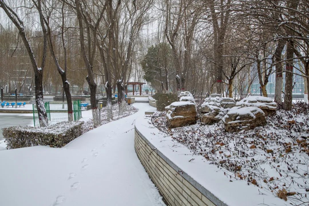 开年瑞雪，师大校园寂静如诗