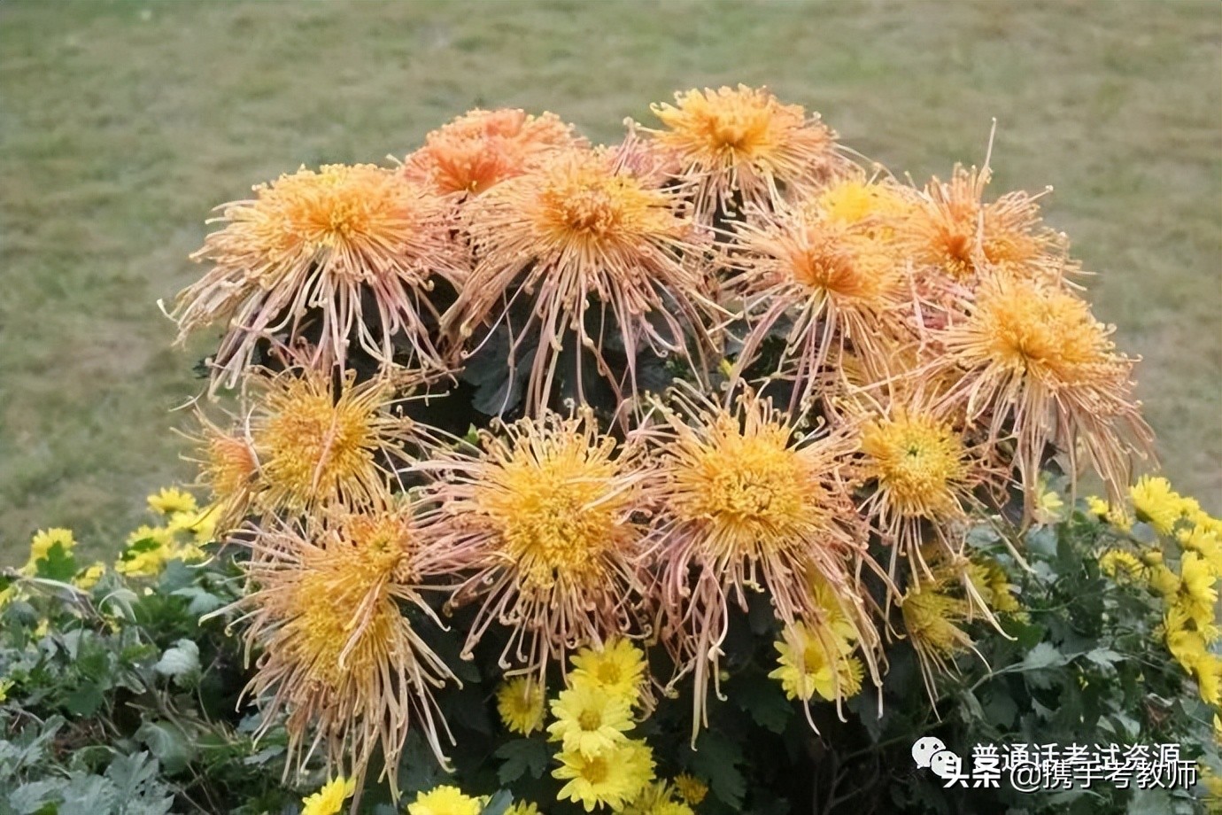 与菊花有关的著名诗词