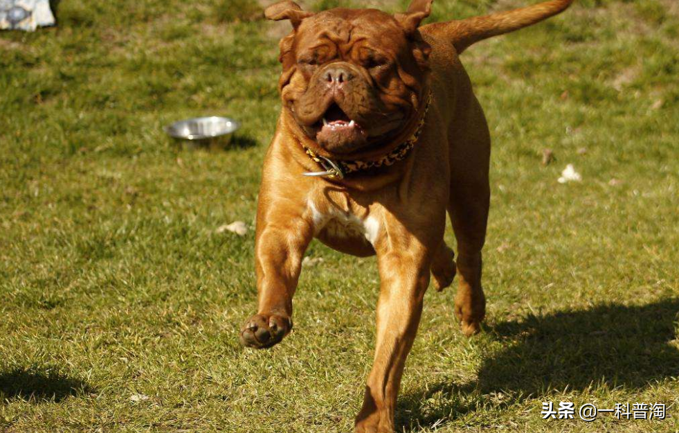 日本土佐犬(世界上最凶猛的十大恶犬，日本土佐上榜，藏獒只能屈居第二)