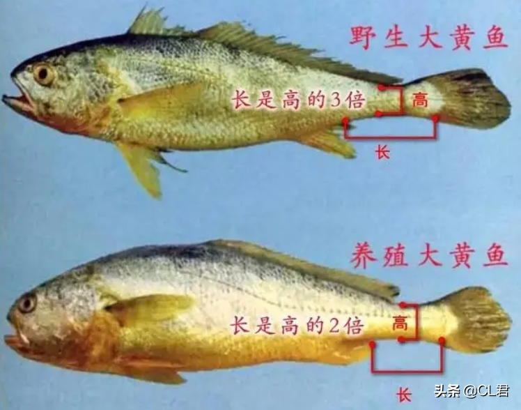 首先,外观上有明显区别:野生黄鱼由于生存环境的恶劣,往往嘴