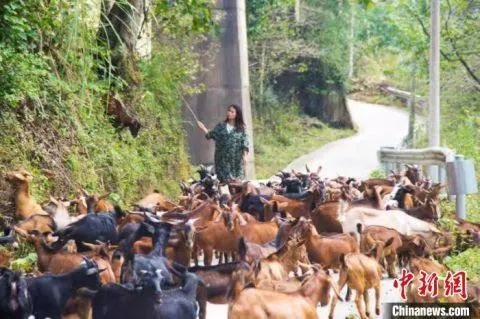 【连线在怀全国人大代表】朱登云：不当白领当羊倌 想让山货搭上高铁快车