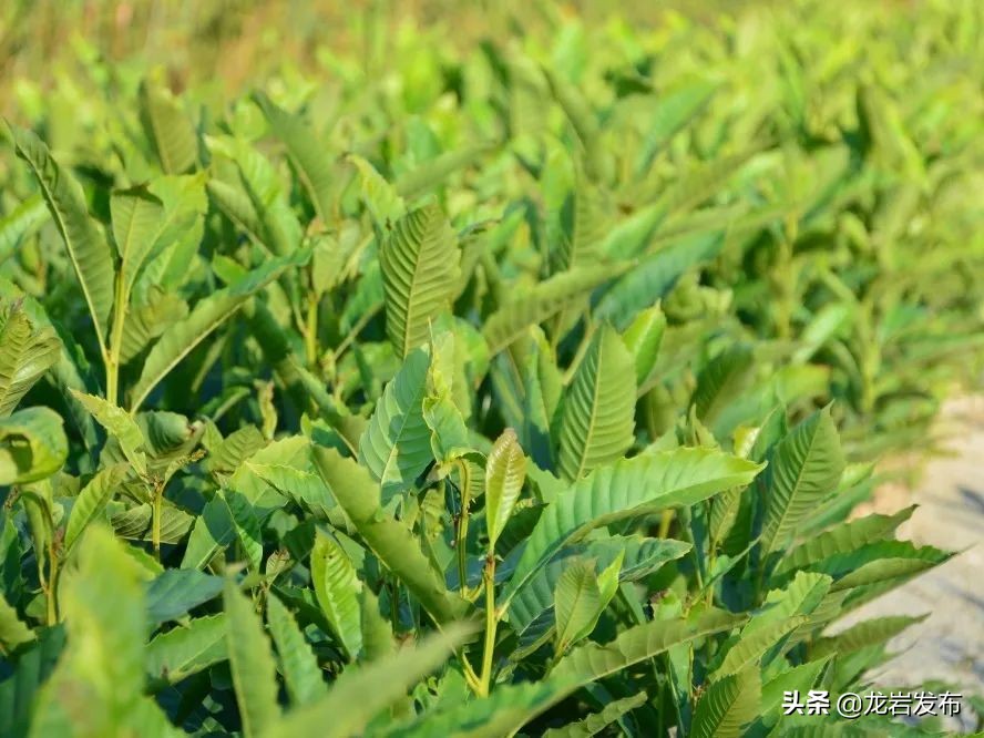 龙岩这里，科技赋能助力“双碳”