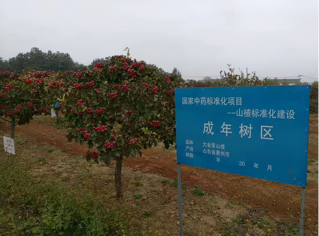 敞口山楂：一个生于青州兴于青州的山楂品种