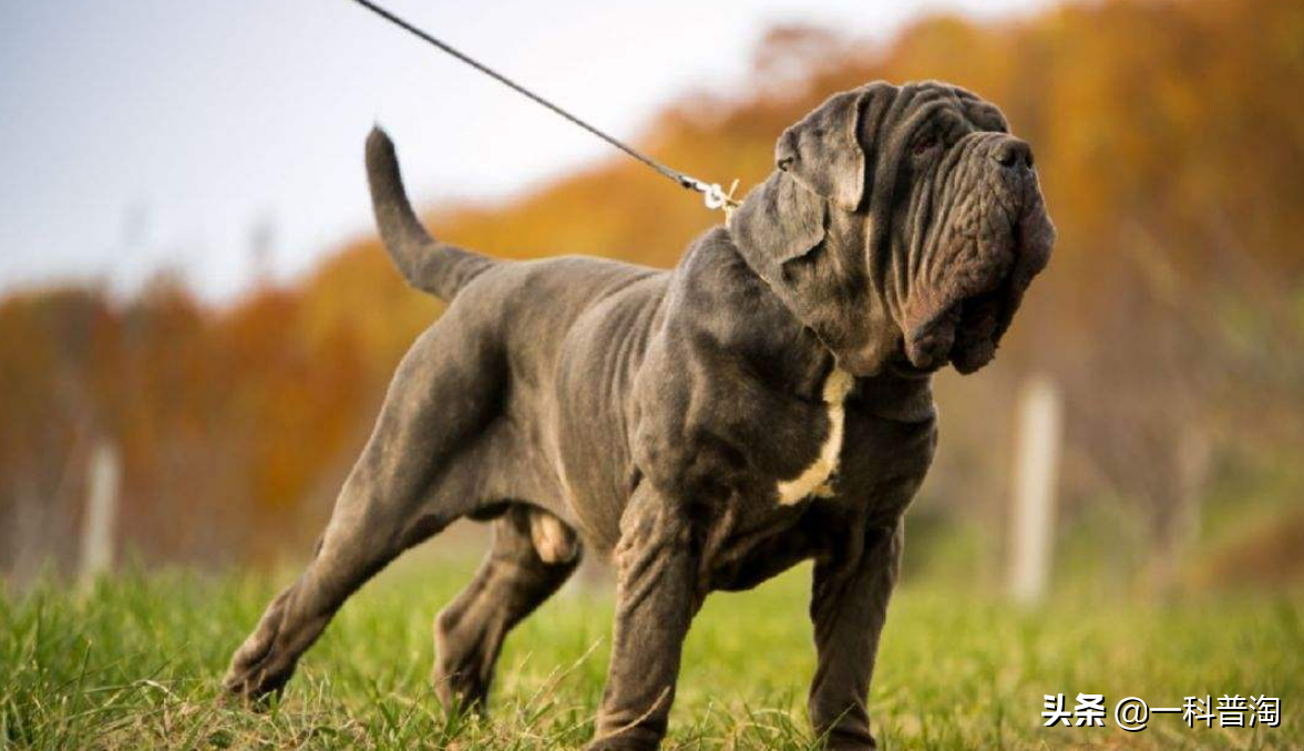 日本土佐犬(世界上最凶猛的十大恶犬，日本土佐上榜，藏獒只能屈居第二)