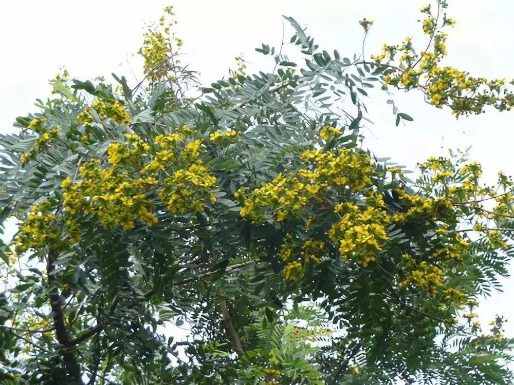 实用分享丨30款大型开花树种介绍，白似雪、黄似阳、红似霞，美翻