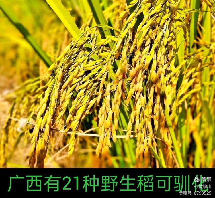 黄镇山：世界陶稻黍文明起源中国万年前