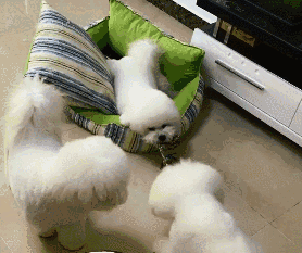 比熊犬好养吗？看看它的优缺点，就知道答案了