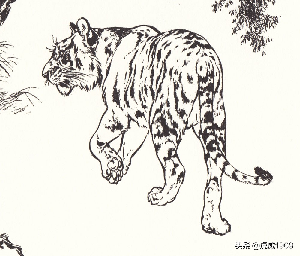 上山虎图片高清(虎年虎画) - 赤虎壹号