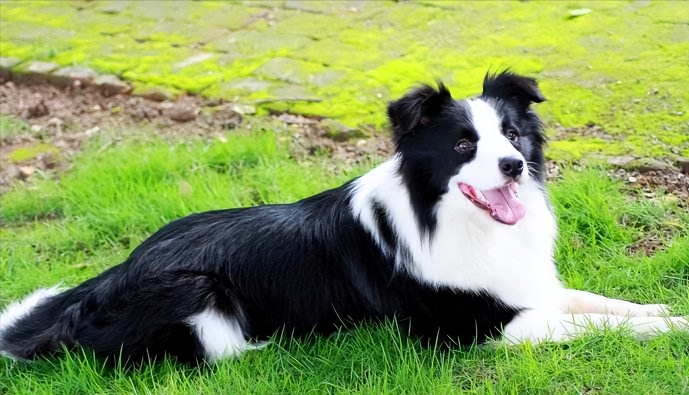 ② 聪明边牧犬在所有犬种之中属于中型犬,智商很高