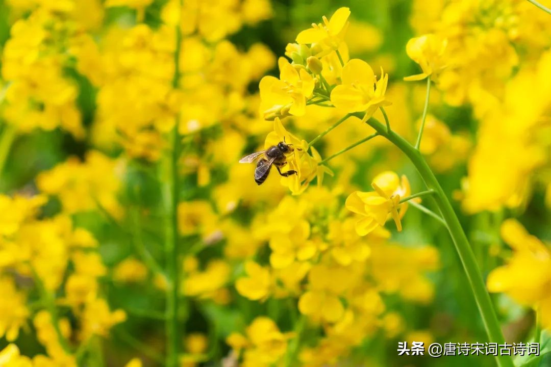 满目金黄醉千山