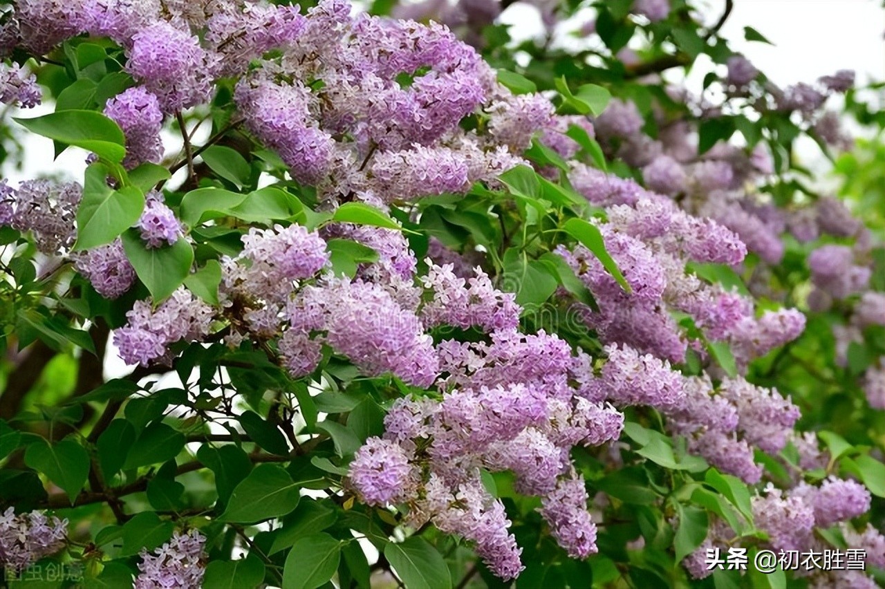 晚春丁香美诗六首：紫花何太媚，香沉烟雨寒，丁香从小结