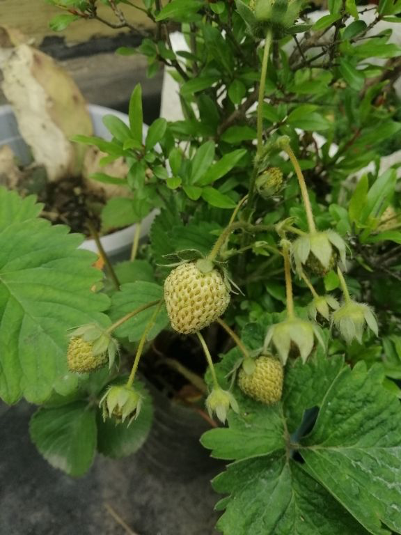 草莓80一斤贵到买不起，15块钱买盆栽，在家也可以种草莓