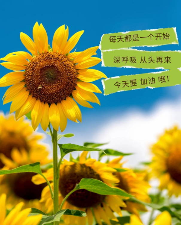 05.12」早安心语,正能量励志语录句子 早上好阳光语录图片