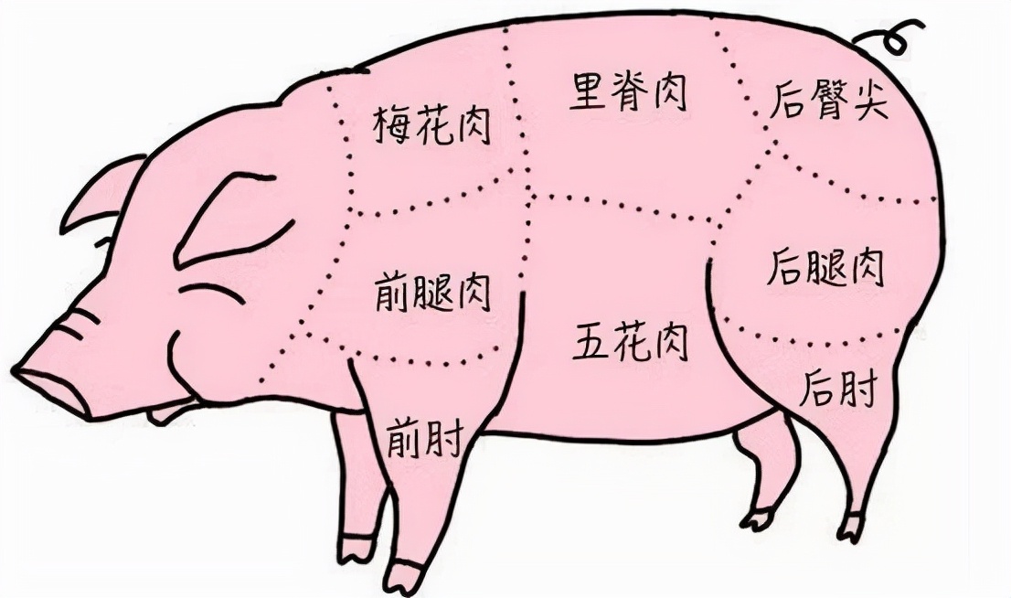 猪的内脏分布图图片