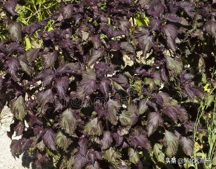 夏季摘野菜，送你61种野菜大图鉴，让你轻松认识各种野菜和吃法