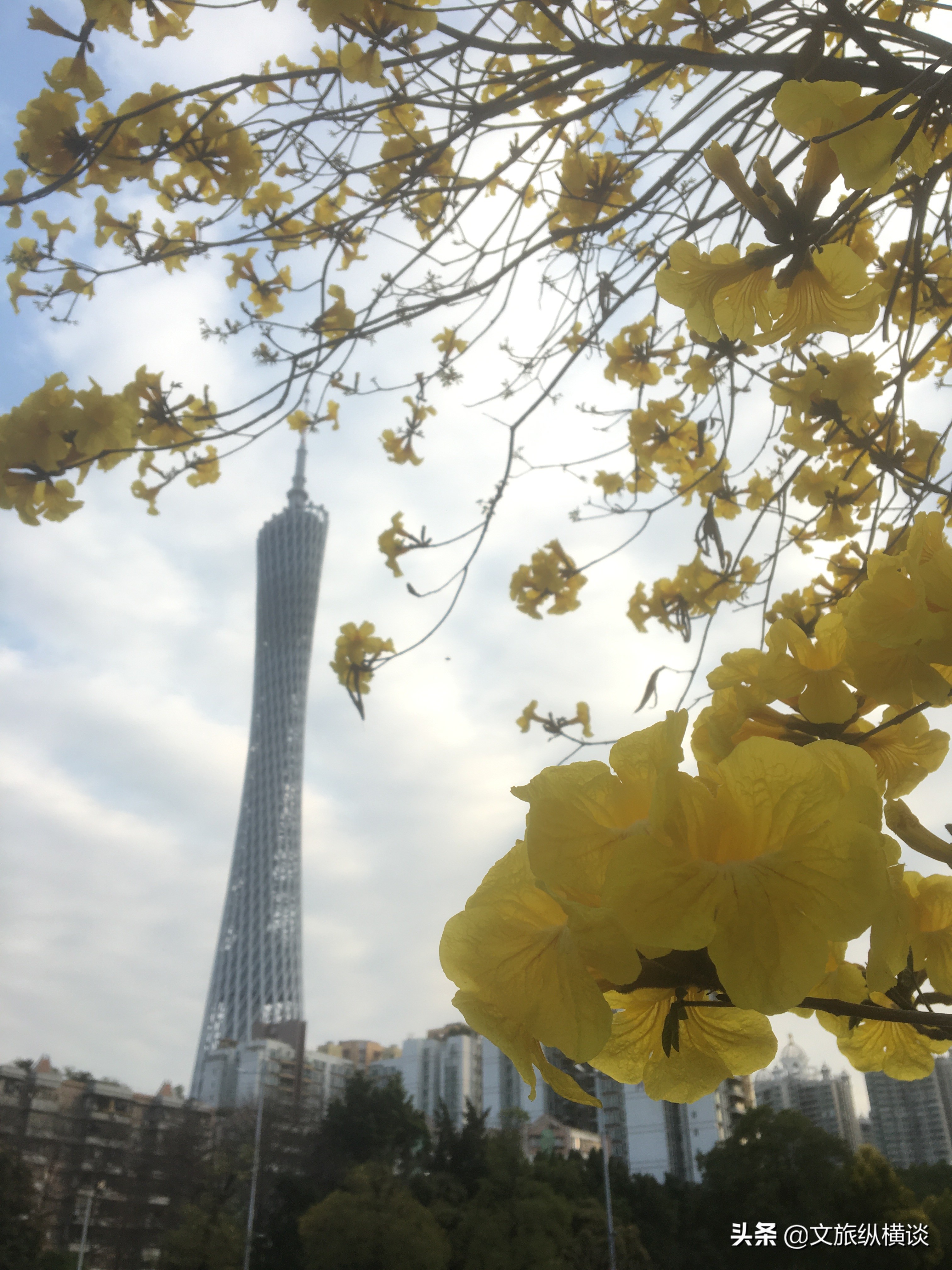 春天里，广州花开叶落，半城花海半城秋