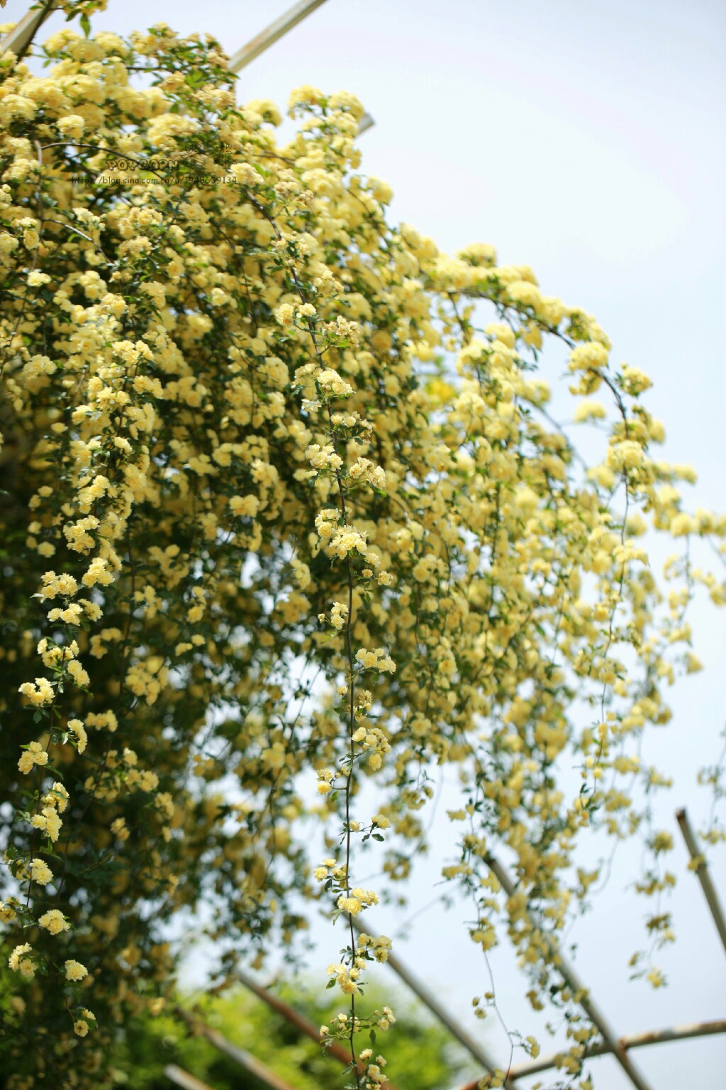 植物花卉品种大全图片（科普100个花卉图鉴）