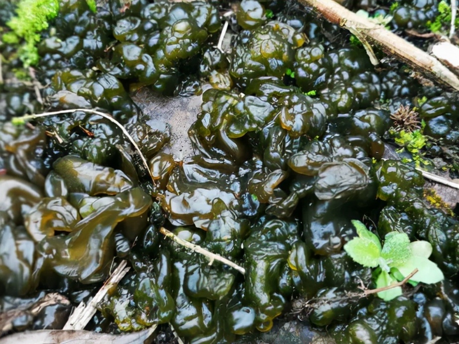 野生地皮菜有毒吗(科普关于地皮菜的小知识)