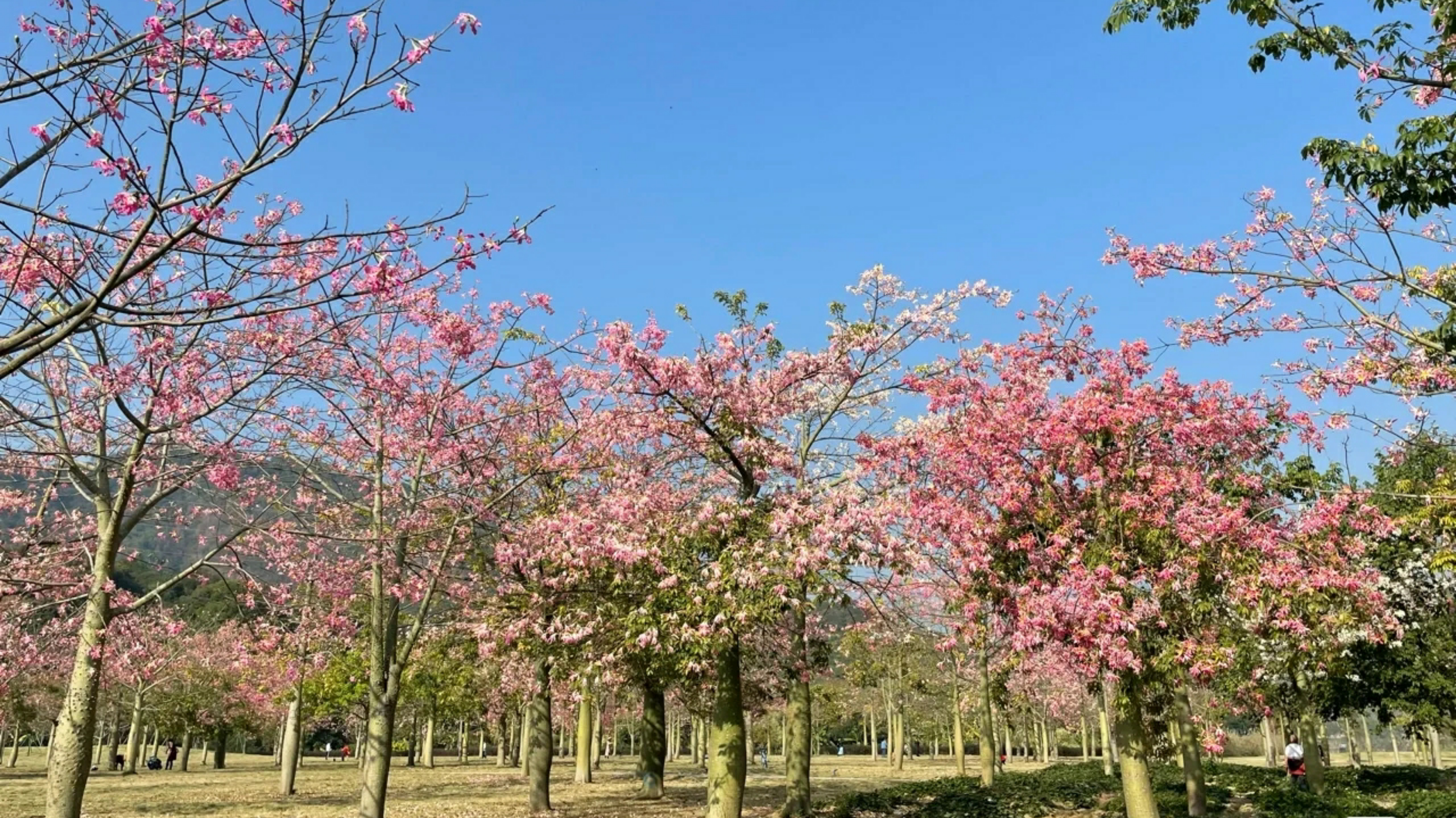 附近温泉度假村哪里好(从化风云岭附近新开了个轻奢温泉酒店，在房间泡温泉赏景，很惬意)