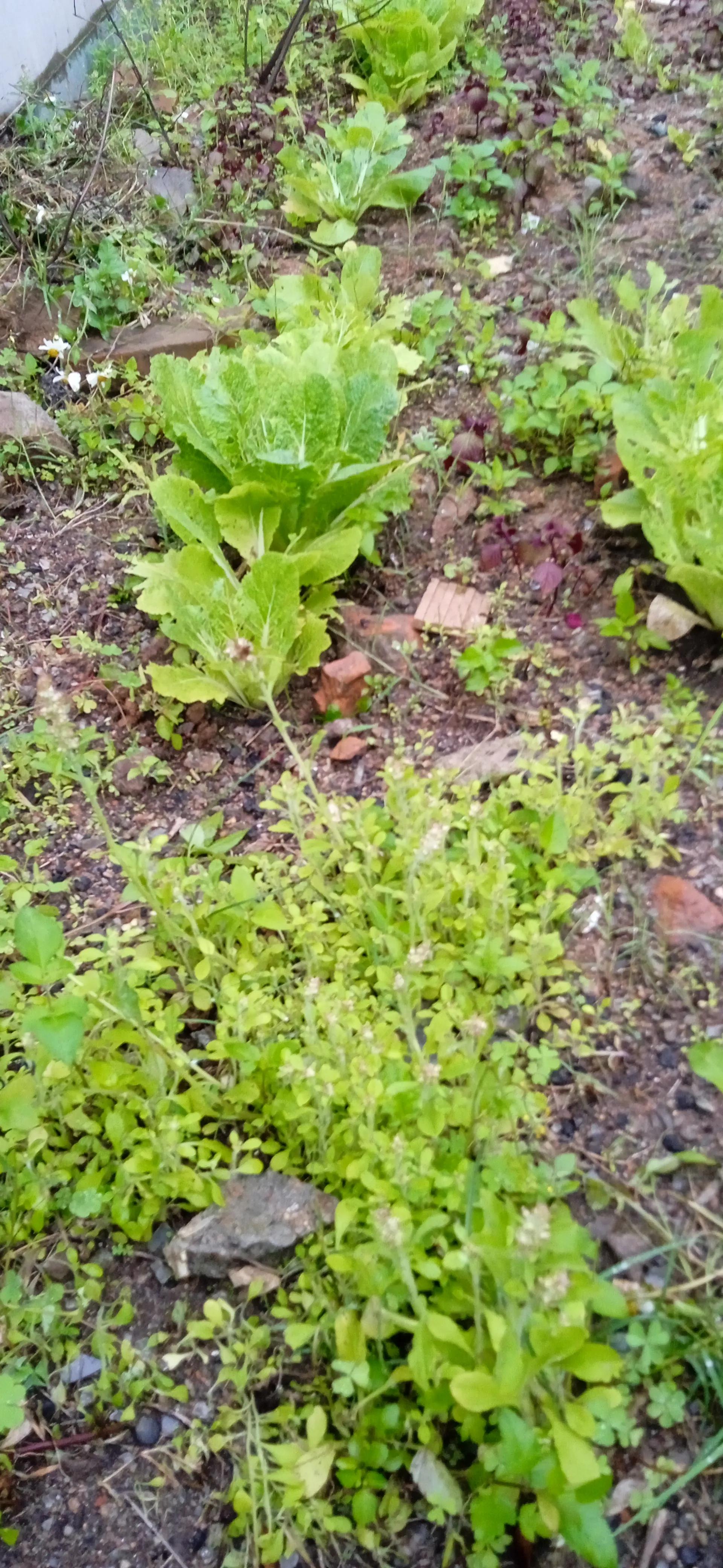 种菜的最高境界(种菜的最高境界是)