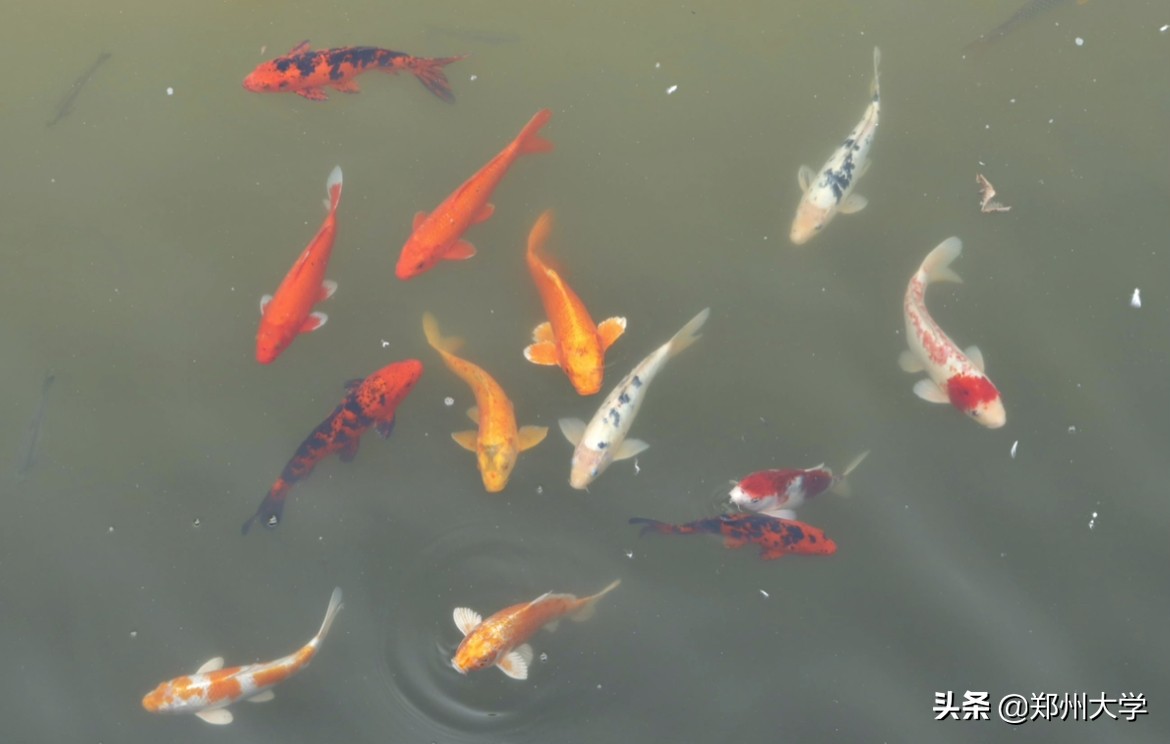 揭秘！郑州大学“校宠”的日常二三事