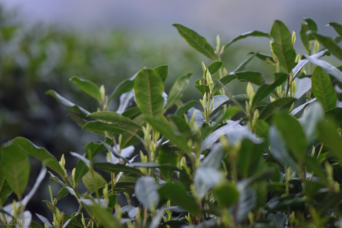 Ĺ���ϵ�&ldquo;�ʡ��ȡ��ԡ�������&rdquo;��������ɶ��˼����ǧ�����