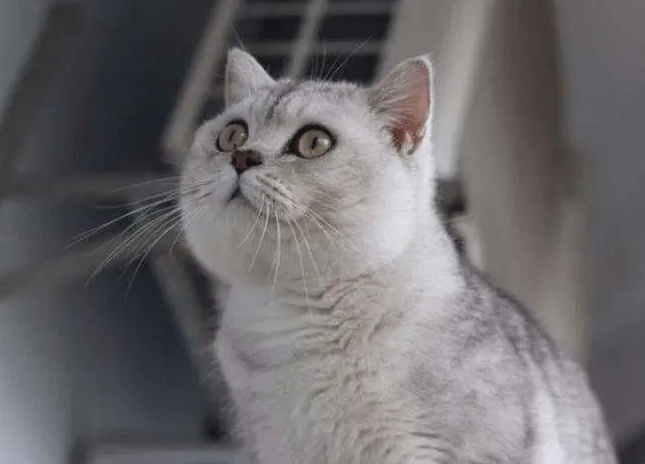 渐层猫图片(为什么越来越多人养"银渐层"?网友:养了就不想换猫了)