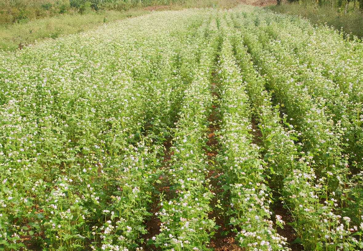 被遗忘的粮食作物苦荞麦:曾贵为"五谷之王",如今却很少人认识