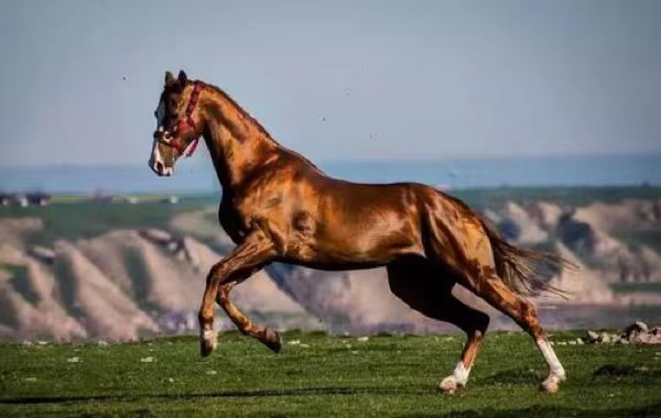 世界名马-摩根马