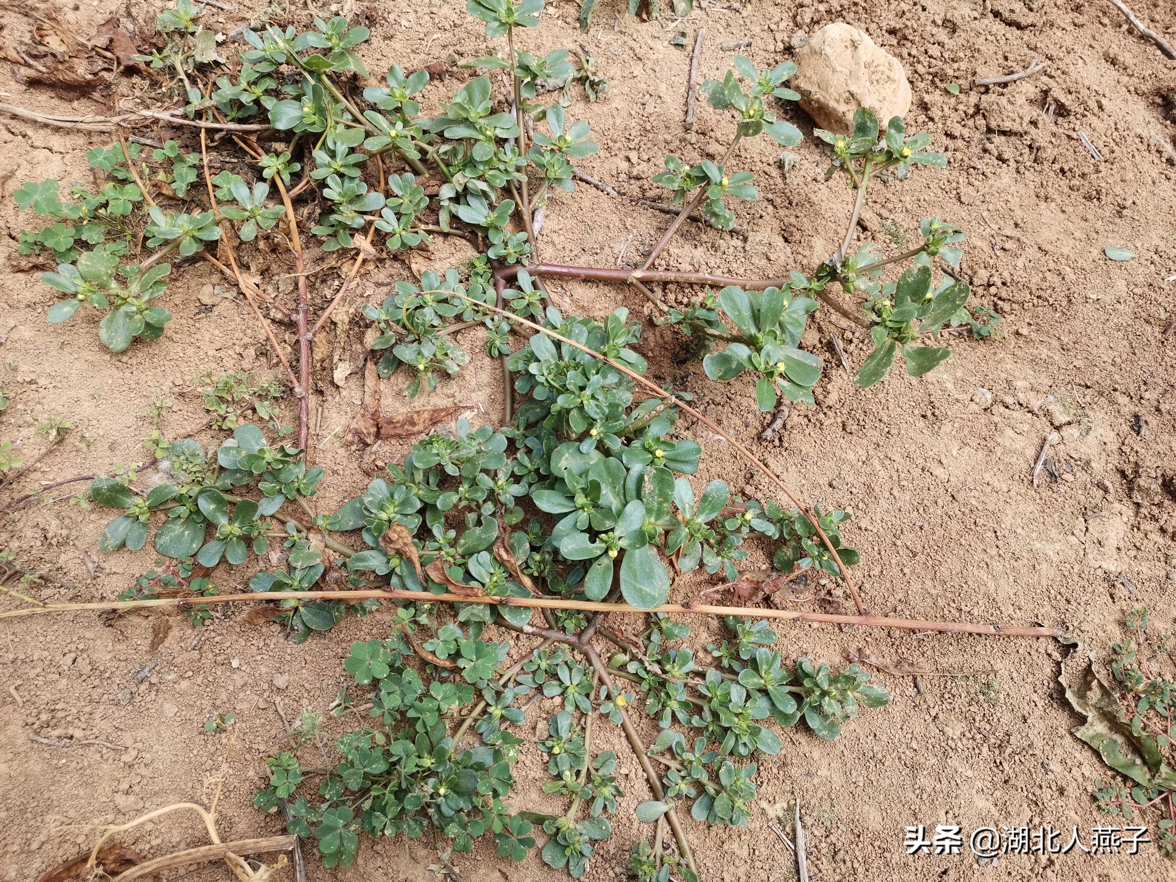 50种野菜大图片，教你认识不同的野菜和吃法，你想要的野菜这里有