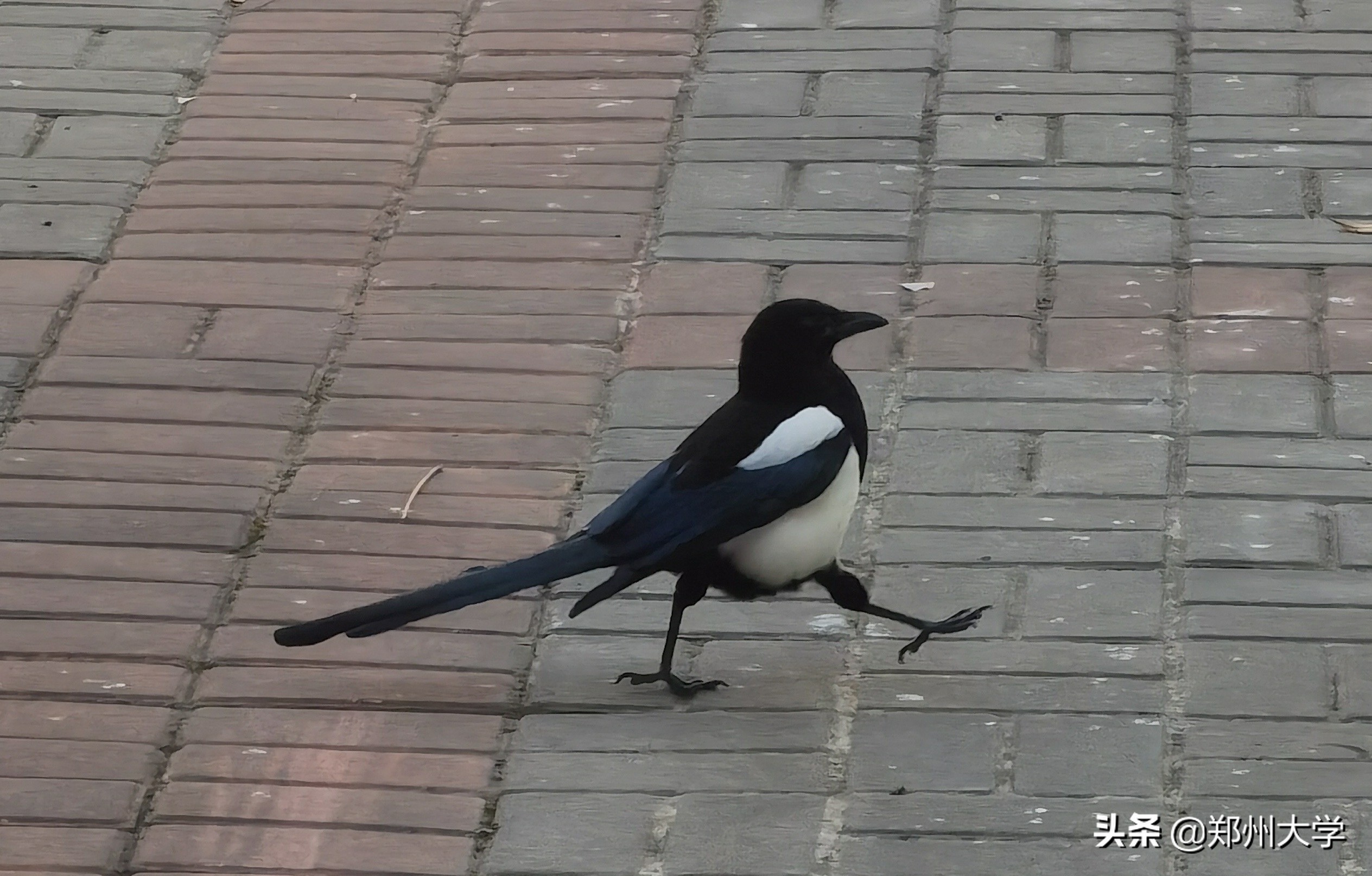 揭秘！郑州大学“校宠”的日常二三事