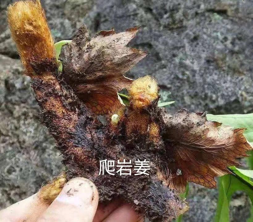 石巖姜圖片(中藥知多少) - 赤虎壹號