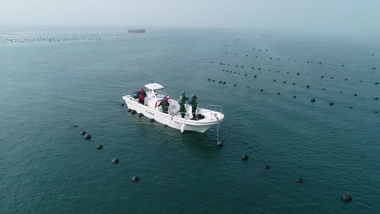 同样是滨海城市，青岛海参为什么没大连海参名气大，其实是不了解