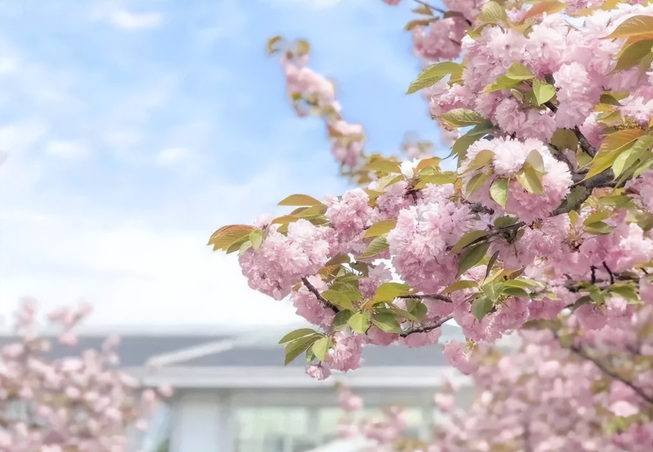 上海外国语大学：广发英雄帖，诚邀有志青年！来佘山之巅，与群英论剑！