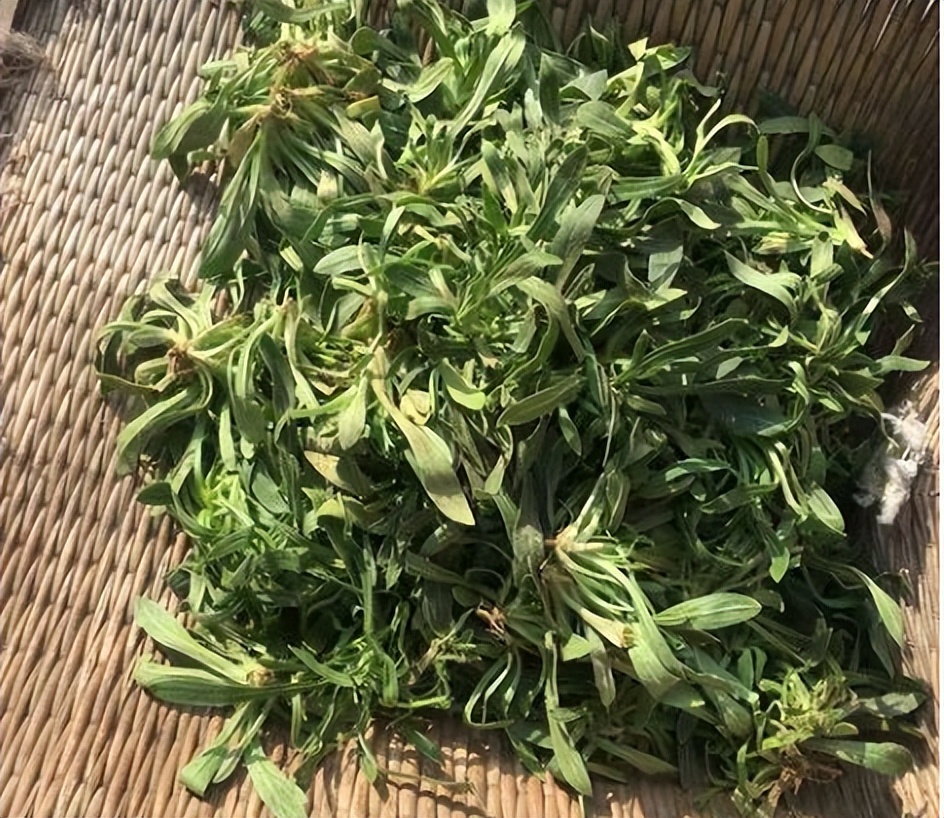 常被认成"面条菜",实际上是"王不留行",价值也很高别忽视