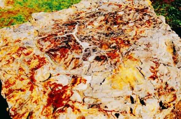 辽宁小城里藏着亿年前的化石，表面看是木头，其实是无价之宝