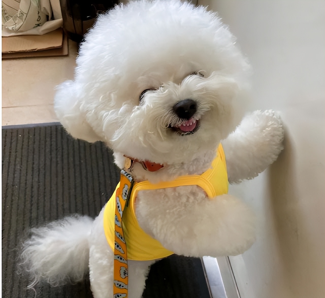 而且,养狗的话,比熊犬绝对是个不错的选择.