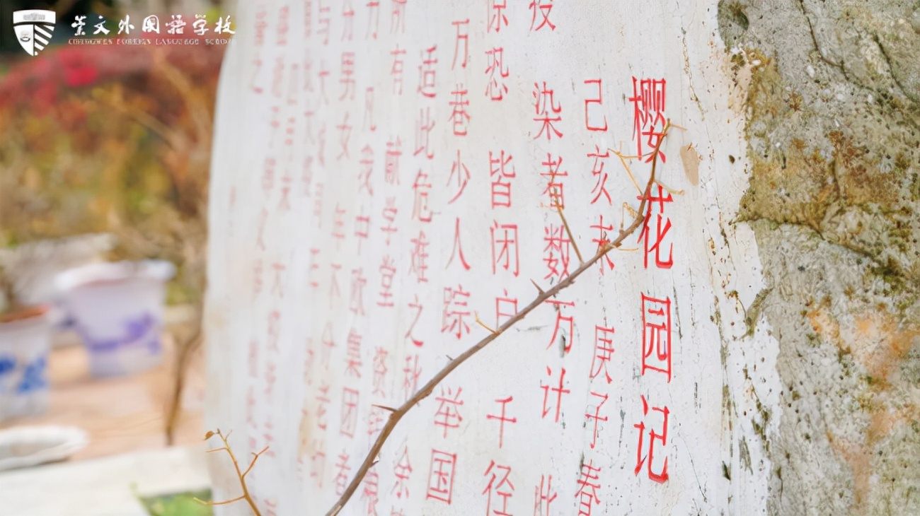 崇文外校，樱花盛开