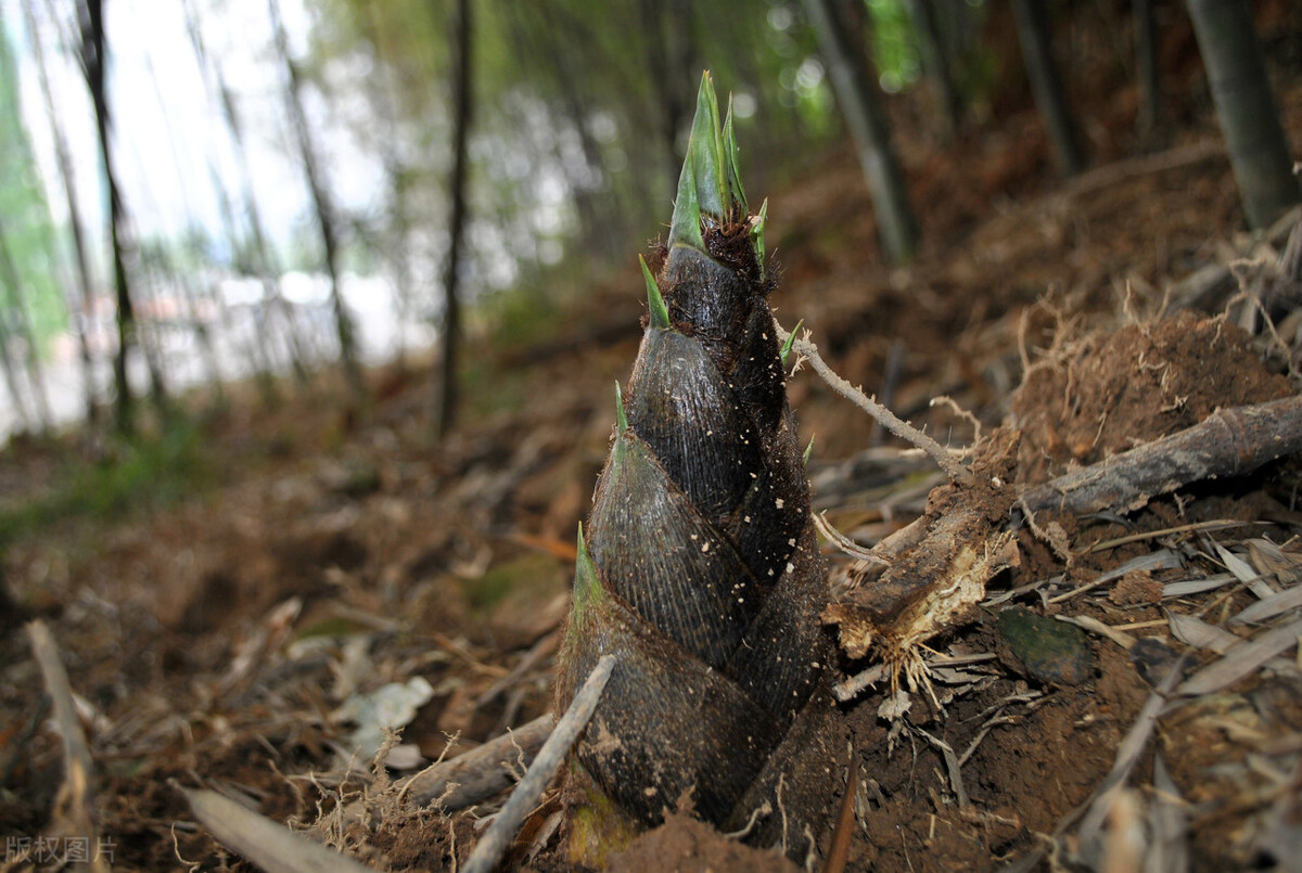 挖竹笋的方法:找冬笋是技术活,挖春笋要及时,多种方法荟萃