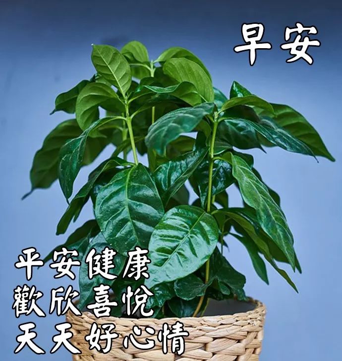 早上好温馨问候祝福语图文精选 平安健康、欢欣喜悦图片
