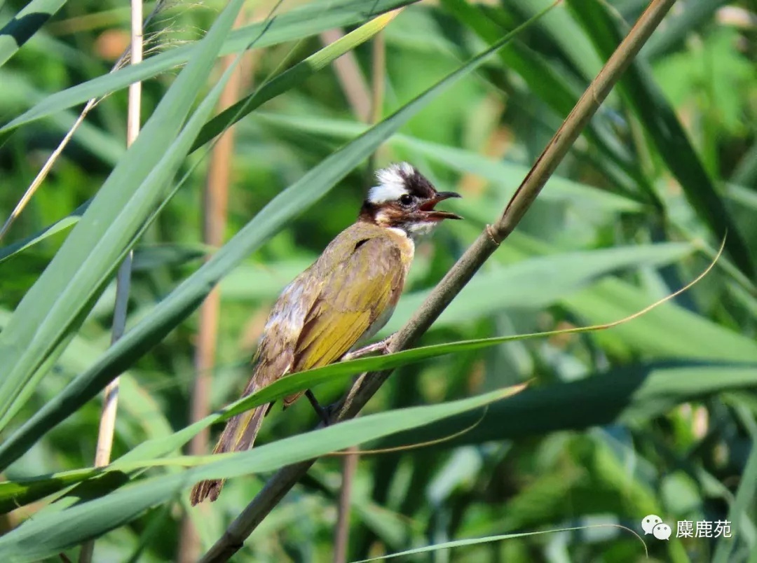 北京南海子麋鹿苑博物馆摄影志愿者招募通知