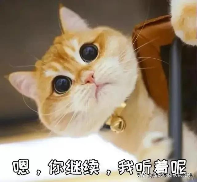 猫咪到底该不该绝育？