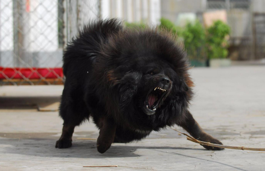 狗界最凶猛的“七大恶犬”，凶到没朋友，第一实至名归