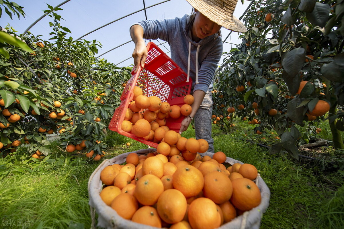 水果节节高！香蕉普涨40%，枇杷、红美人涨破15元，柠檬也跟涨？