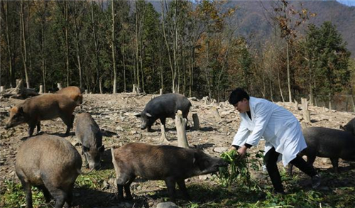 退伍老兵“借”妻子1000万，进深山与猪“作伴”，1年狂赚800万