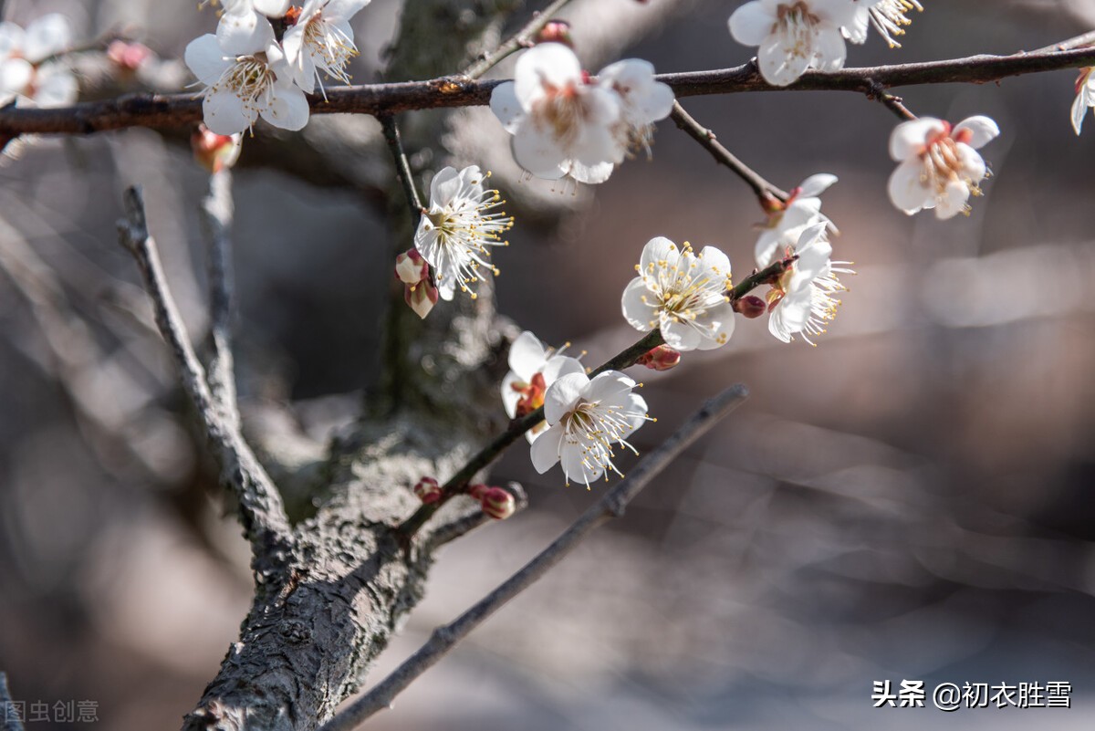 韩偓深冬梅花三首：冻白雪为伴，寒香风是媒，自向深冬著艳阳