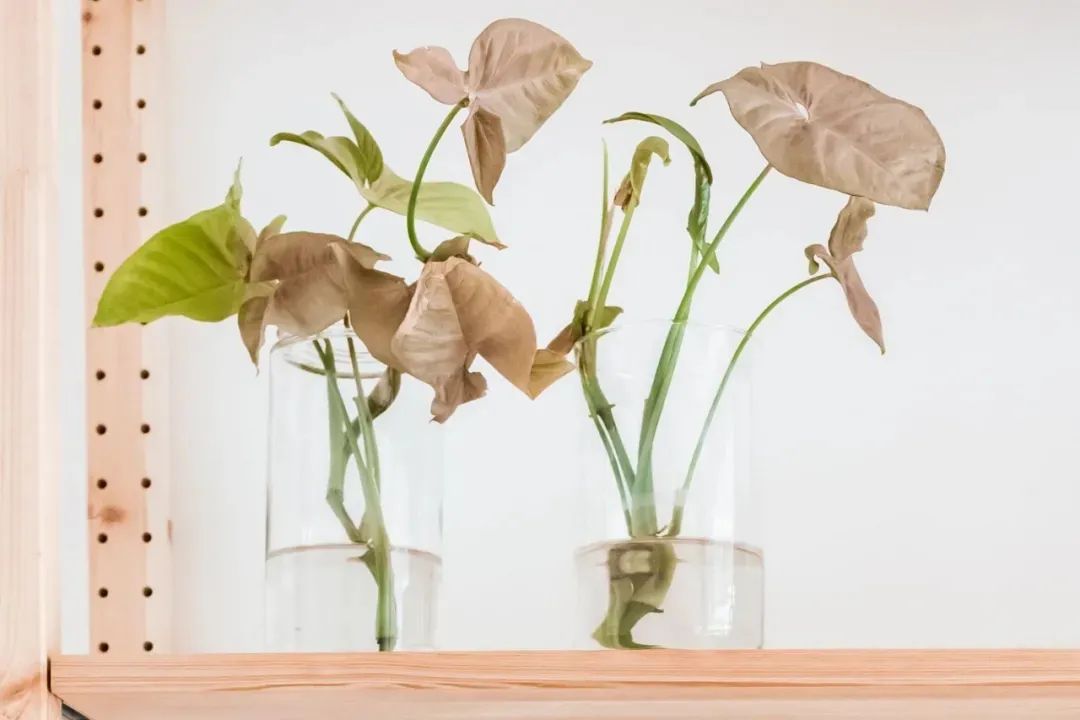 适合养在办公室桌面上的水培观赏植物，定期加水就可以生长旺盛