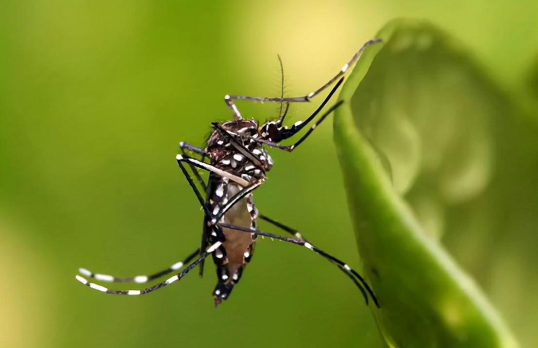 又搞事？美国将在3年内放出24亿只转基因蚊子，到底有什么目的？