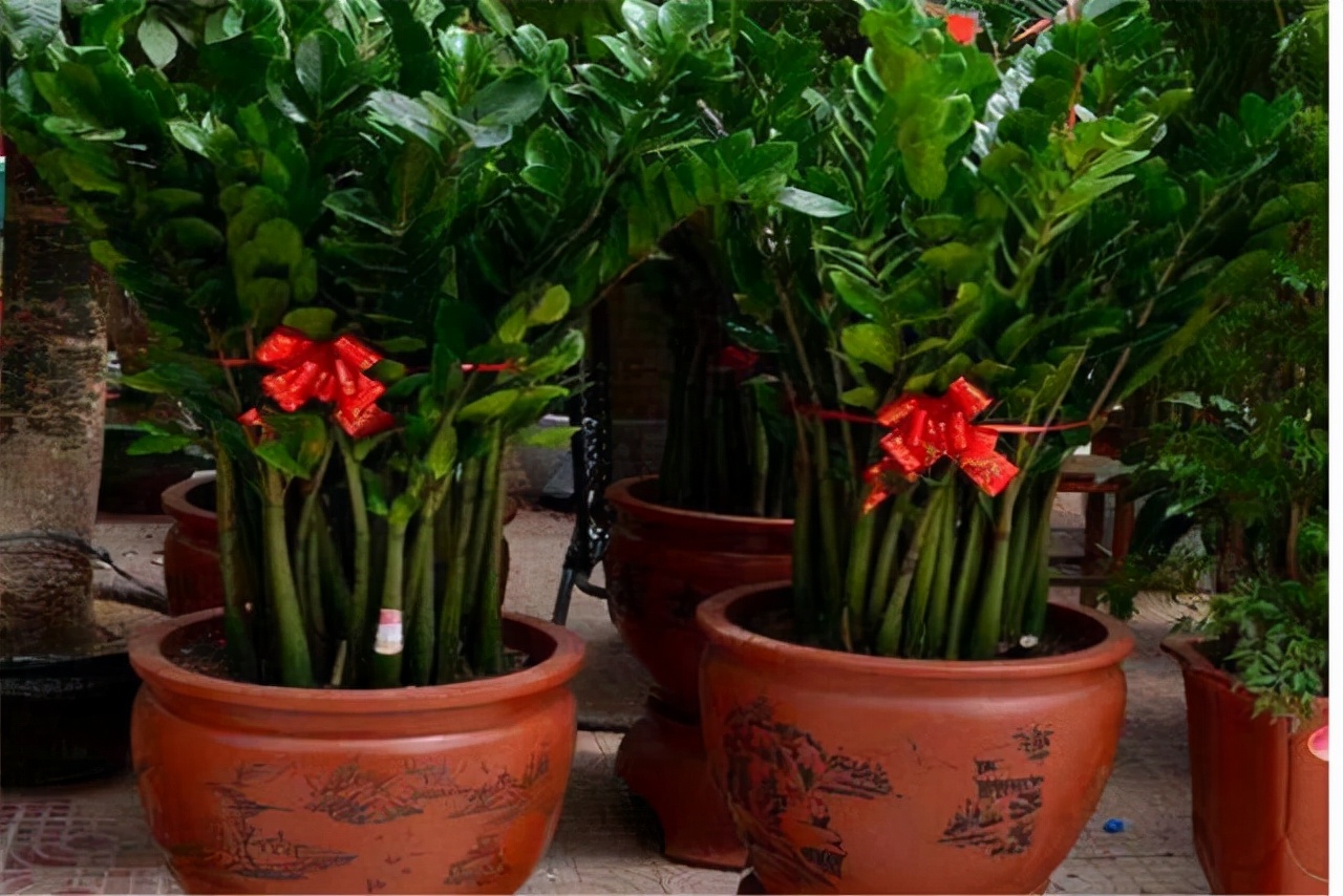 20種常見花卉綠植的習性分享，在家居環(huán)境中，也能把它們養(yǎng)出彩